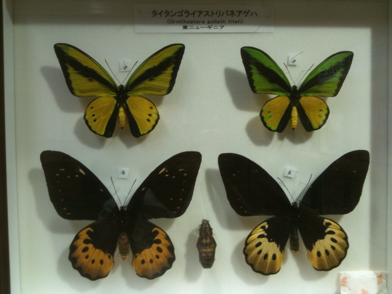 世界最大の蝶.jpg